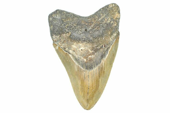 Serrated, Fossil Megalodon Tooth - North Carolina #371674